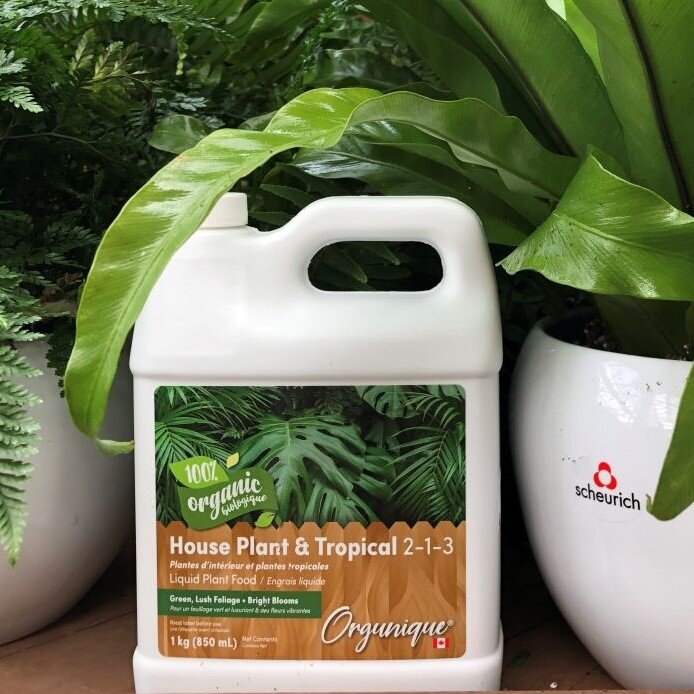 peruvian monstera Monstera Obliqua Peru