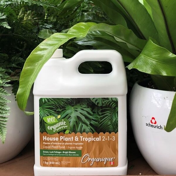 It’s Time to Fertilize Indoor Plants