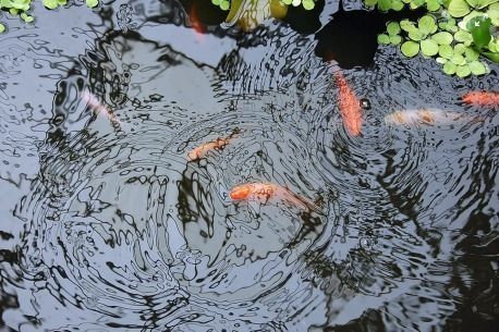 Looking after pond animals