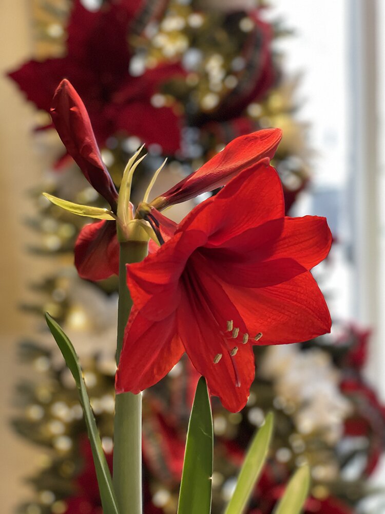 Popular Christmas Flowers