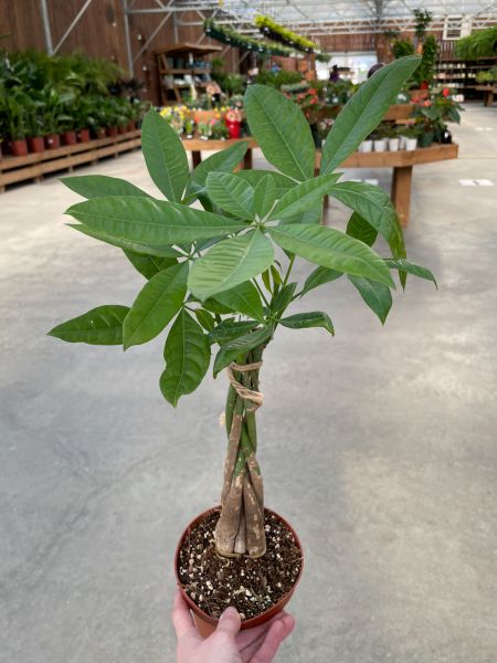 Popular Houseplant: The Money Tree