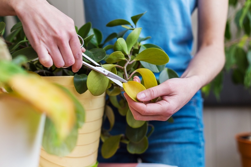 Pruning Houseplants: Everything You Need to Know