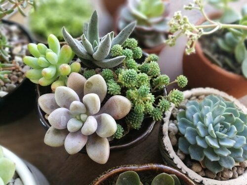 Succulent Care Guide