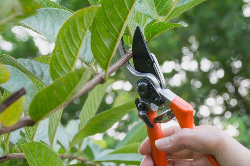 Summer and Winter Pruning - Lacoste Garden Centre webshop | Winnipeg