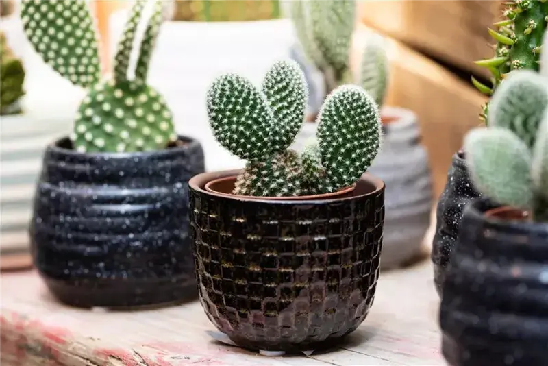 The unique characteristics of cacti and succulents