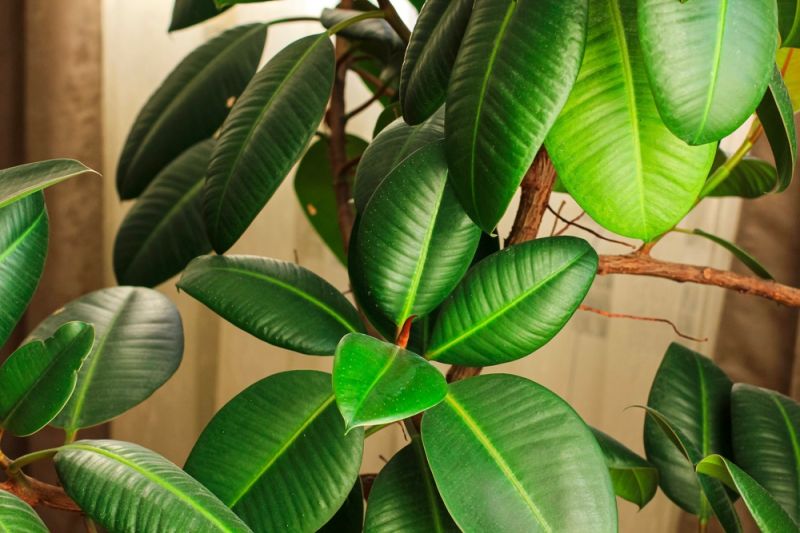 Top 6 Big Houseplants