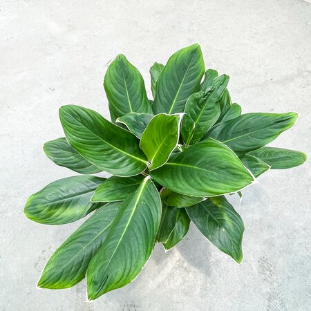 Aglaonema White Edge