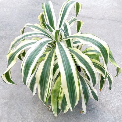 Dracaena White Aspen