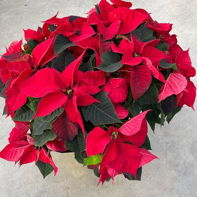 10" Poinsettia