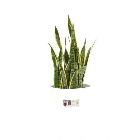 Sansevieria Laurentii - image 2