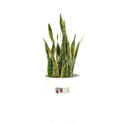 Sansevieria Laurentii - image 2