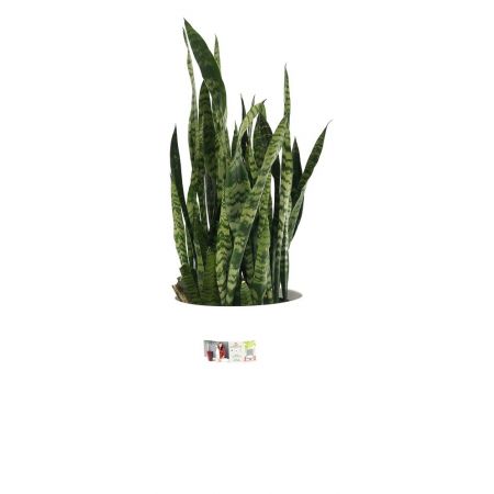 Sansevieria Zeylanica - image 2