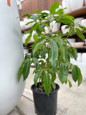 10" Schefflera Amate Bush