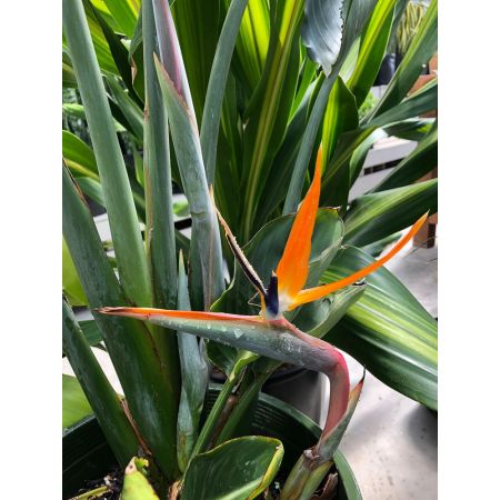 Strelitzia White Bird of Paradise