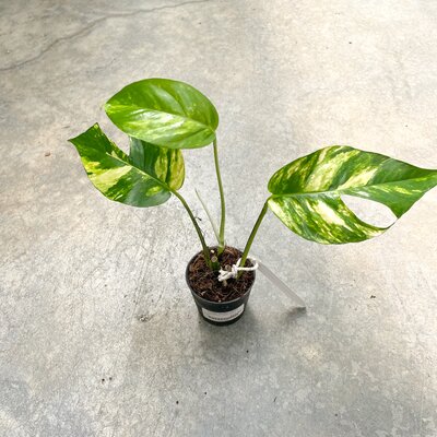 Epipremnum Yellow Flame