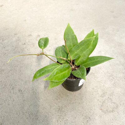 Hoya Patella