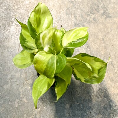 Philodendron Cream Splash