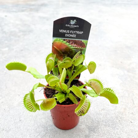 Venus Fly Trap
