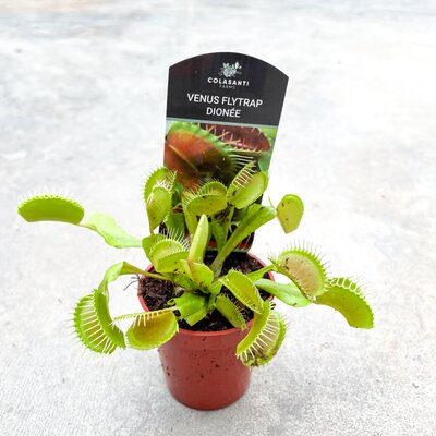 Venus Fly Trap