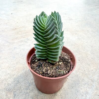 2.5" Crassula Buddah Temple