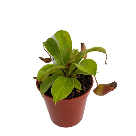 Asian Pitcher Plant