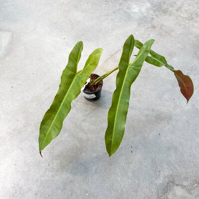 Philodendron Atabapoense