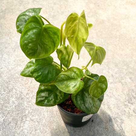 Philodendron Brandtianum