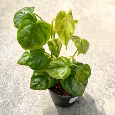 Philodendron Brandtianum