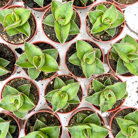 Sansevieria Samurai Dwarf