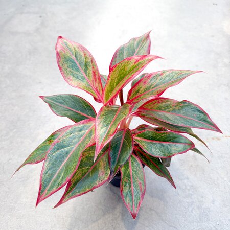 4" Aglaonema Siam - image 1