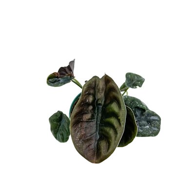 4" Alocasia Cuprea