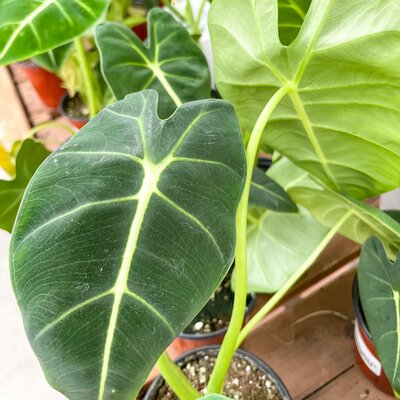Alocasia Frydek