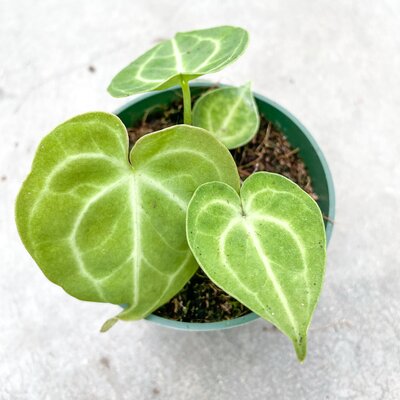 Anthurium Clarinervium