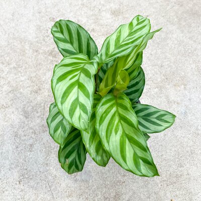 Calathea Freddie