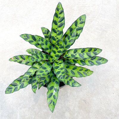 Calathea Lancifolia