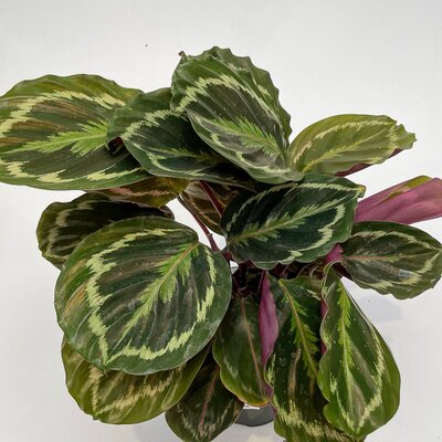 Calathea Medallion