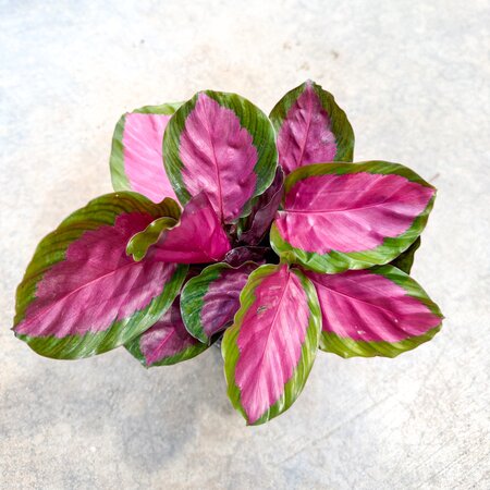 4" Calathea Rosey