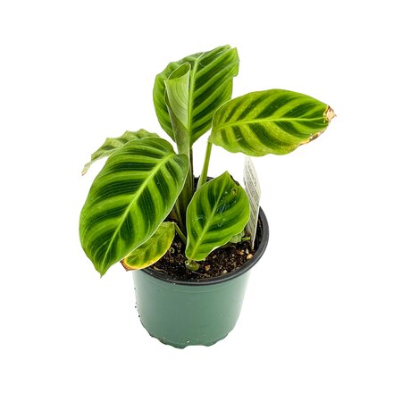 Calathea Zebrina