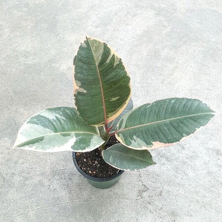 Ficus Tineke
