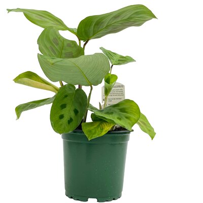 4" Green Prayer Plant