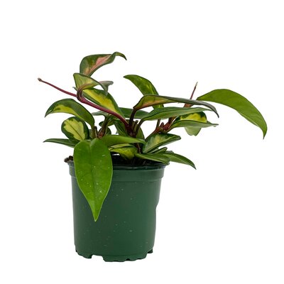 Hoya Carnosa Tricolor