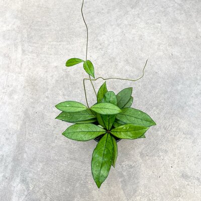 Hoya Crassipetiolata