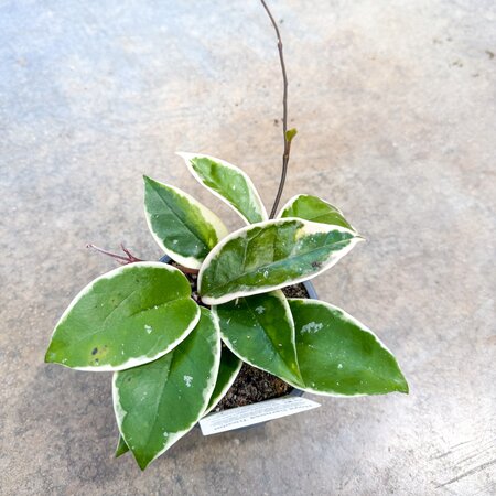 4" Hoya Krimson Queen