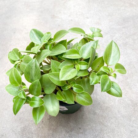 Peperomia Astrid