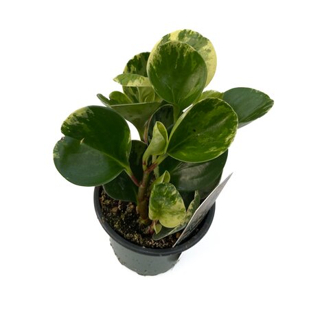 Peperomia Marble