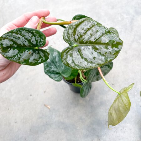 4" Philodendron Brandtianum - image 1