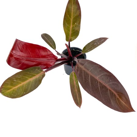 4" Philodendron Cathaline