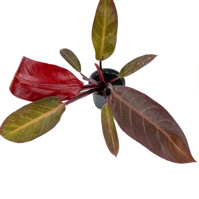 4" Philodendron Cathaline