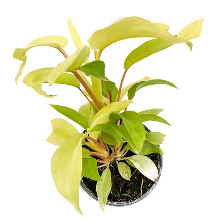 4" Philodendron Ceylon Beauty