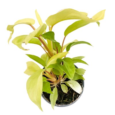 4" Philodendron Ceylon Beauty